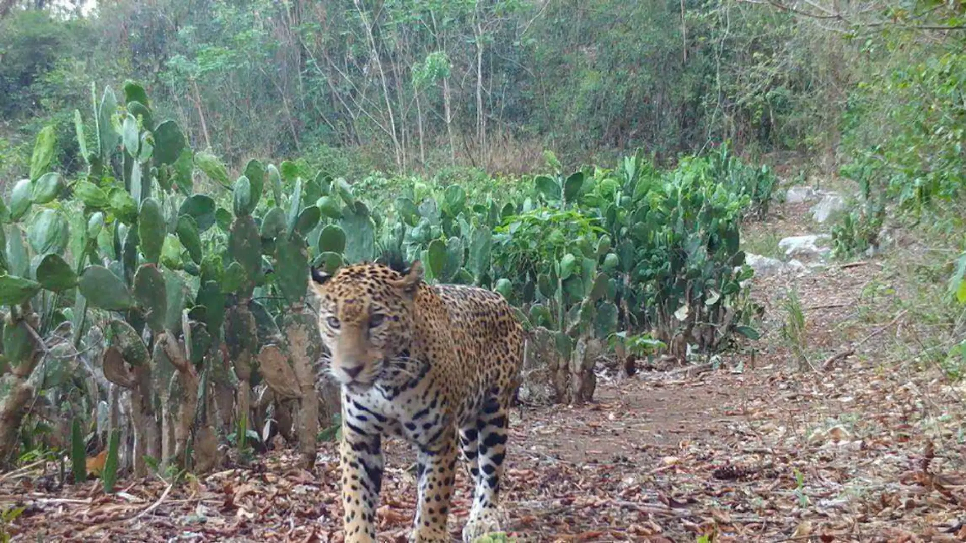 Hallan Jaguar en Tamaulipas